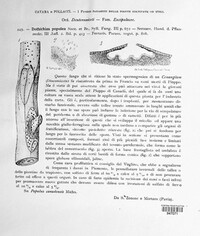 Chondroplea populea image